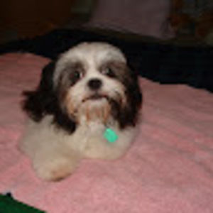 Meet your Posher, Jose